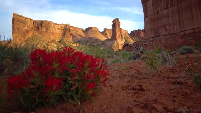Desert paintbrush (Castilleja chromosa) - flowering parasitic plants against the background of red mountains in  Canyonlands National Park, Utha