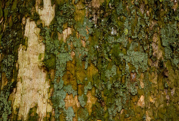 Green tree texture.