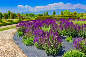 a corridor of purple sage flowers  sunlit / an expanse of purple sage flowers and stachys lanata 