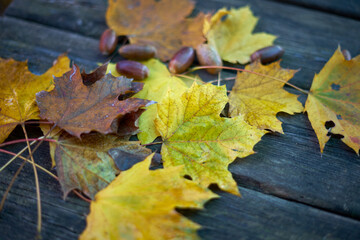 Autumn leaves on dark wood table
