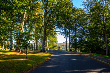 Road veers left out of sight through tall green beech trees, with opening showing view to Sugar Loaf Mountain. Wicklow, Ireland. 