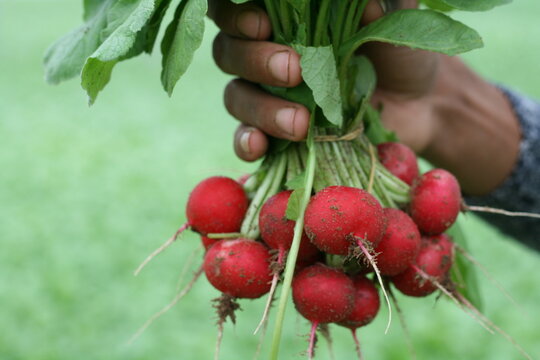 Mazzo di ravanelli rossi