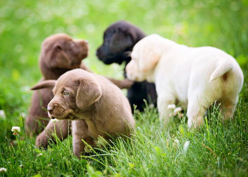 Lab Puppies Playing In Grass