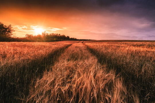 Sunset in a Field of Barley