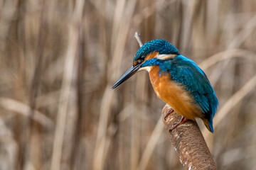 Eisvogel am Ökosee
