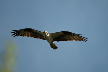 Osprey Circling Nest