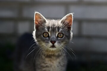 Gray lovely kitty look into camera, 