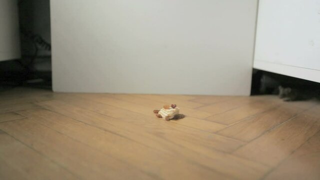 Mouse observation. Feeding the animal with a waffle.