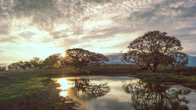 Image of crooked tree and a lake, with blue sky at sunset in Tuluá Valle del Cauca Colombia