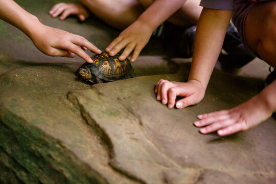 Close-up Of Children Reaching Out To Pet A Small Box Turtle On A Rock