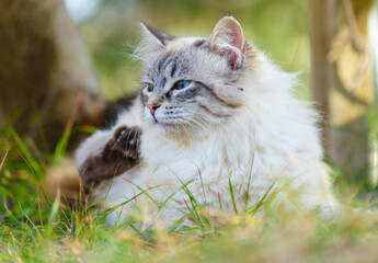 Naklejka na ściany i meble White Persian cat with blue eyes, lying on the grass. A lovely cat, resting at sunset 3