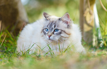 White Persian cat with blue eyes, lying on the grass. A lovely cat, resting at sunset 