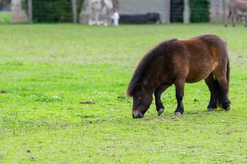 portrait of pony in the grass