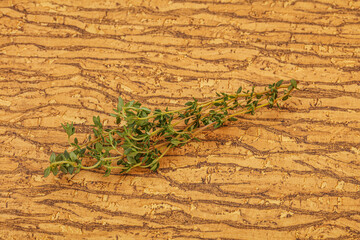 Aroma Fresh green thyme branch