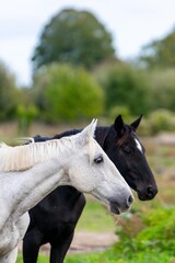Obraz premium portrait of ho in pasture