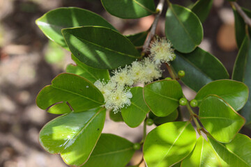 Araçazeiro is a tree native to Brazil and its fruit is very similar to guava.