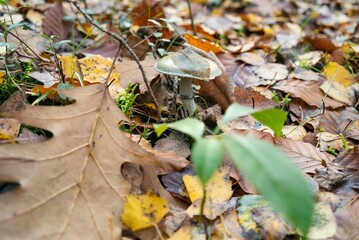 Mushrooms in Beech forest in autumn, fall season. Brown leaves on ground. Sun rays from the trees. Mystical forest in Silesia in Poland.