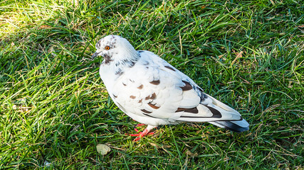 White dove with spots on a background of green grass