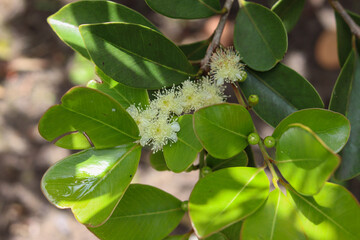 Araçazeiro is a tree native to Brazil and its fruit is very similar to guava.