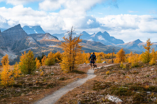 Walking Dog From Egypt Lakes to Healey Pass in Banff National Park