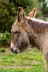 Fototapeta premium portraiy of donkey in the grass