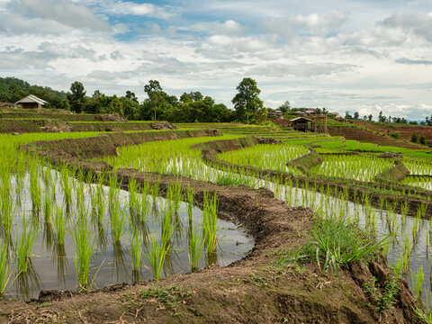 The ridges of rice terraces at Pa Bong Piang
