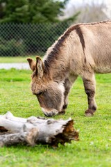 Fototapeta premium portraiy of donkey in the grass