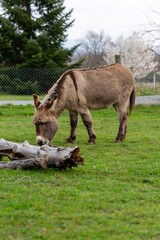 portraiy of donkey in the grass