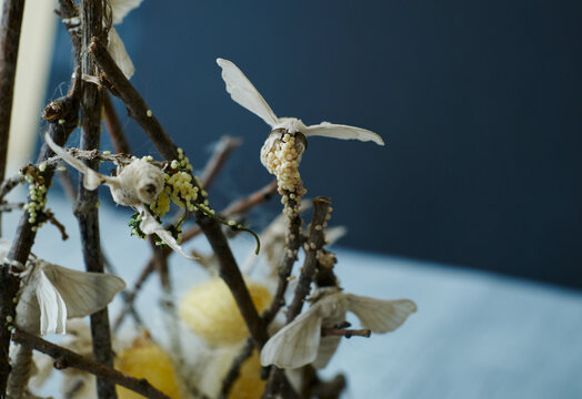 Close-up of silkworm butterflies laying eggs on the branches of a plant. nature concept