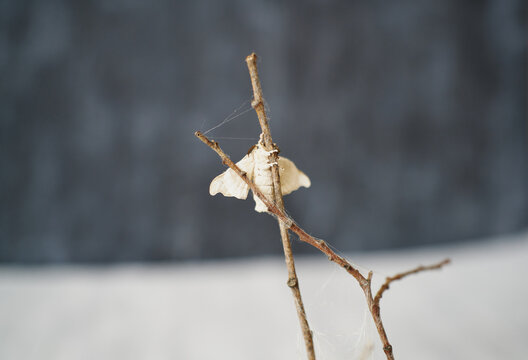 Close-up of silkworm butterflie on the branches of a plant. conc