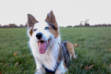 Happy Border collie Tri Merle dog on the green grass park
