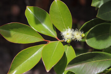 Obraz premium Araçazeiro is a tree native to Brazil and its fruit is very similar to guava.