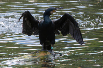 Double-crested Cormorant