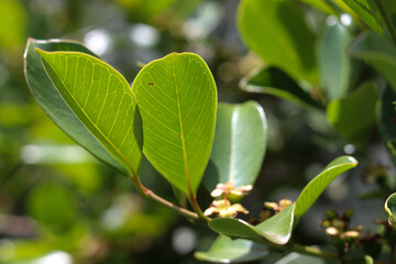 Obraz premium Araçazeiro is a tree native to Brazil and its fruit is very similar to guava.