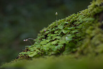 Klee im Wald bei Oberstdorf