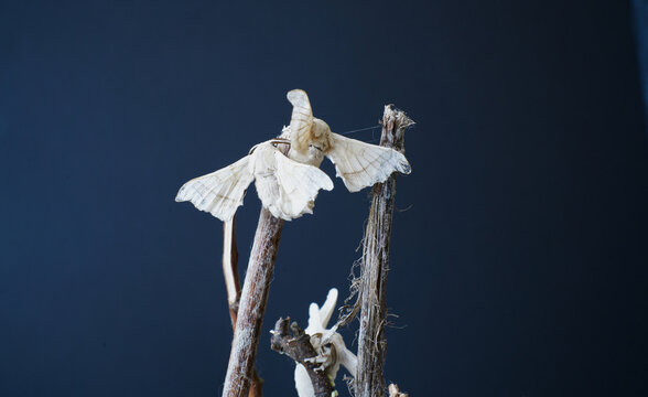 Close-up of silkworm butterflies fecundating on the branches of