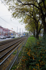 Fototapeta premium railway in the autumn