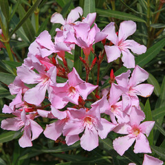 Nerium oleander à fleurs roses