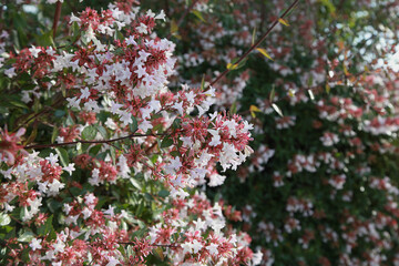  Haie d'Abelia grandiflora en fleurs