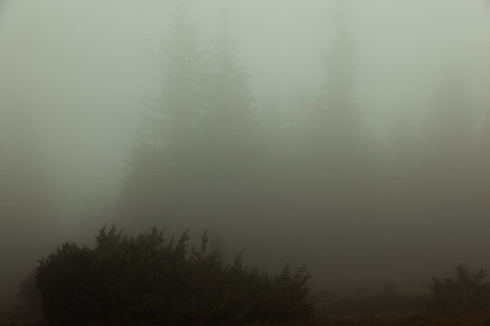 mountains covered with high firs in deep fog