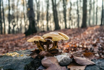 Mushrooms in Beech forest in autumn, fall season. Brown leaves on ground. Sun rays from the trees. Mystical forest in Silesia in Poland.