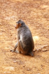 The monkey is sitting on a rock. State Of Goa. India