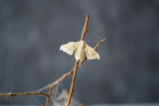 Close-up of silkworm butterflie on the branches of a plant. concept of nature