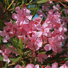 Nerium oleander &agrave; fleurs roses