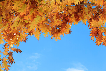 Colorful foliage in the autumn park/ Autumn leaves sky background/ Autumn Trees Leaves in vintage color
