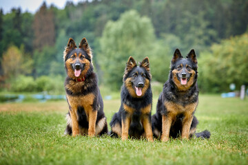 Three Bohemian shepherd dogs, bitches, sitting directly in front of camera, purebred, with typical...