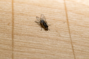 The housefly (Musca domestica) over a wooden table