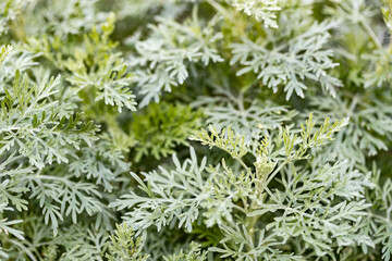herbaceous perennial plant Artemisia absinthium in the vegetable garden
