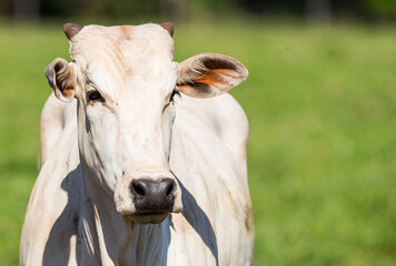 Nellore cow in the field