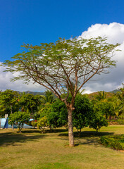 Fototapeta premium Summer tropical background wirt bright green tree under a blue sky on a paradise island